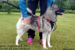 Neewa valjaat, punainen