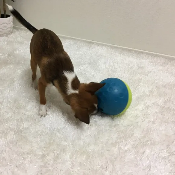 Nina Ottosson Treat Tumble S 12 cm