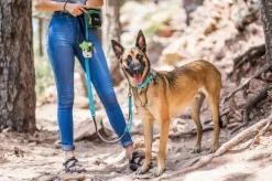 OllyDog Flagstaff Collar Surf