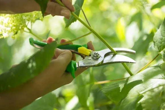 Opinel Hand Pruner -puutarhasakset, vihreä
