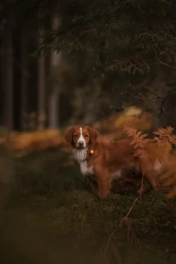 Orbiloc Dual -turvavalo, Amber