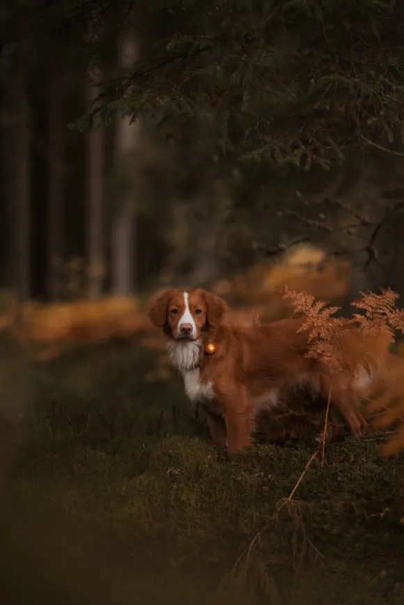 Orbiloc Dual -turvavalo, Amber