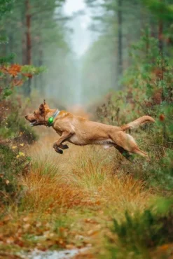 Orbiloc Vihreä Dual