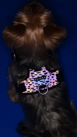 Paikka Harness 2.0 valjaat