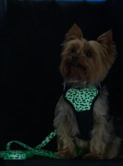 Paikka Harness 2.0 valjaat