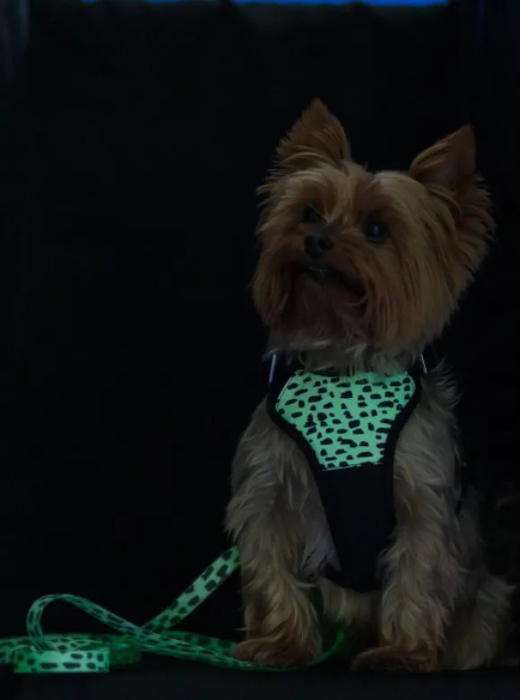 Paikka Harness 2.0 valjaat