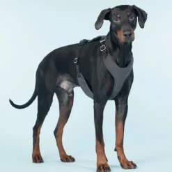 PAIKKA Visibility Harness koiran valjaat, M-L, Dark