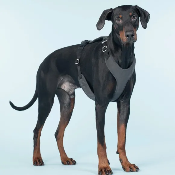 PAIKKA Visibility Harness koiran valjaat, M-L, Dark