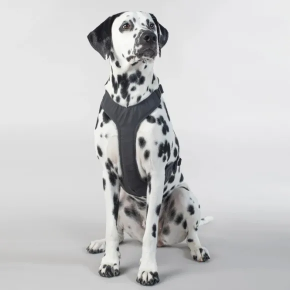 PAIKKA Visibility Harness koiran valjaat, M-L, Dark