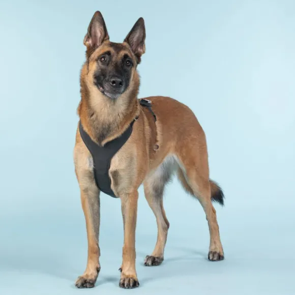 PAIKKA Visibility Harness koiran valjaat, M-L, Dark