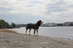 PAIKKA Visibility Raincoat koiran sadetakki, 35-50 cm, harmaa