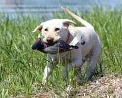 PAW of Sweden Dummy fasaani