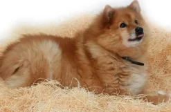 PehMusti koirankoppikuivike, 8 kg