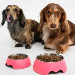 Petgood hyönteispohjainen ruoka kasvaville koirille, 5 kg