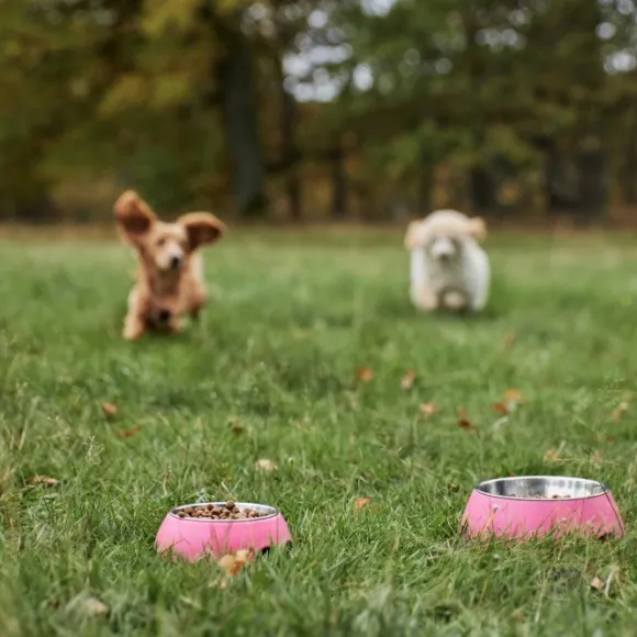 Petgood hyönteispohjainen ruoka kasvaville koirille, 5 kg