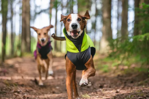 Pomppa JumppaPomppa koiran fleecetakki, 52 - 56 cm, Lime