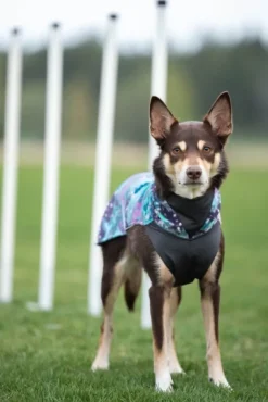 Pomppa JumppaPomppa koiran fleecetakki, 31 - 34 cm, Aurora