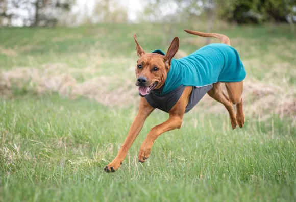 Pomppa JumppaPomppa koirantakki, 37-40 cm, Forest