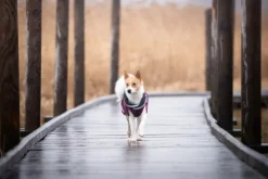 Pomppa KevytPomppa koiran välikausitakki, 37 - 40 cm, punavioletti