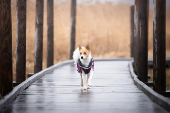 Pomppa KevytPomppa koiran välikausitakki, 25 - 28 cm, punavioletti