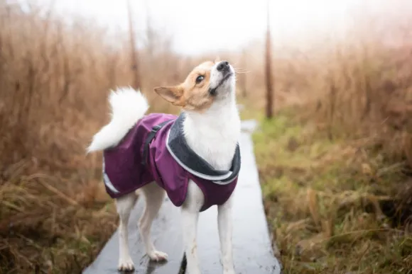 Pomppa KevytPomppa koiran välikausitakki, 25 - 28 cm, punavioletti