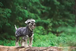 Pomppa KuoriPomppa koiran sadetakki, 44-48 cm, Graphite