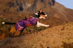 Pomppa PerusPomppa koirien talvitakki, 31 - 34 cm, Cosmos
