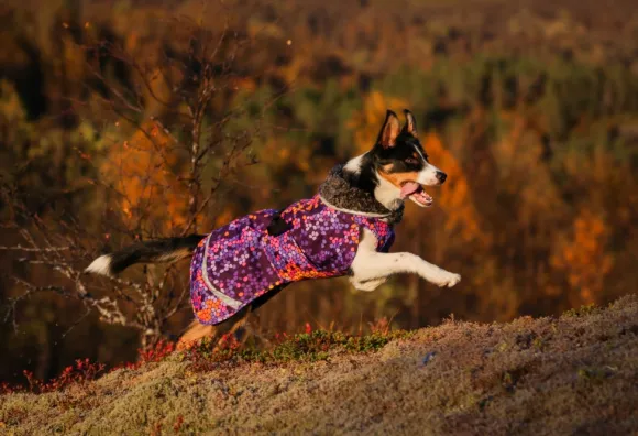 Pomppa PerusPomppa koirien talvitakki, 31 - 34 cm, Cosmos