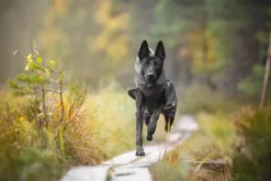 Pomppa SadePomppa koiran sadetakki, 44 - 48 cm, harmaa