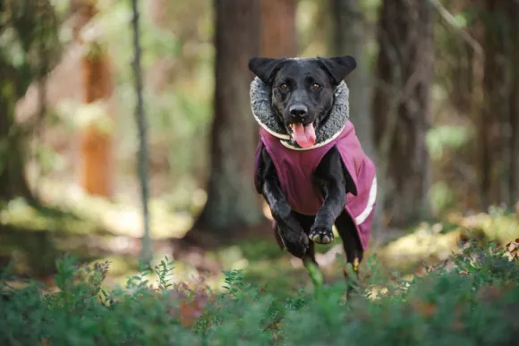 Pomppa ToppaPomppa koiran talvitakki, 37-40 cm, Plum
