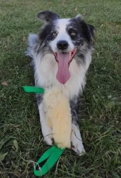 Psarvard Brumba koiranlelu oranssi