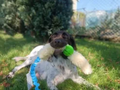 Psarvard Tika x2 Koiranlelu pallo oranssi