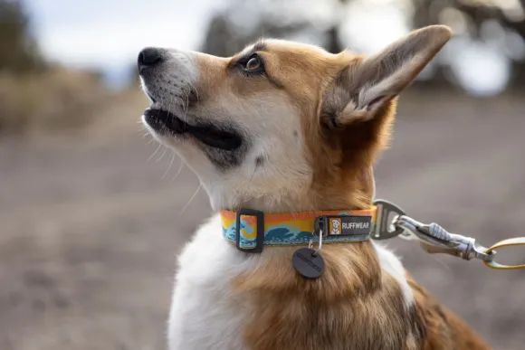 RuffWear Crag Collar koiran kaulapanta, Rising Wave