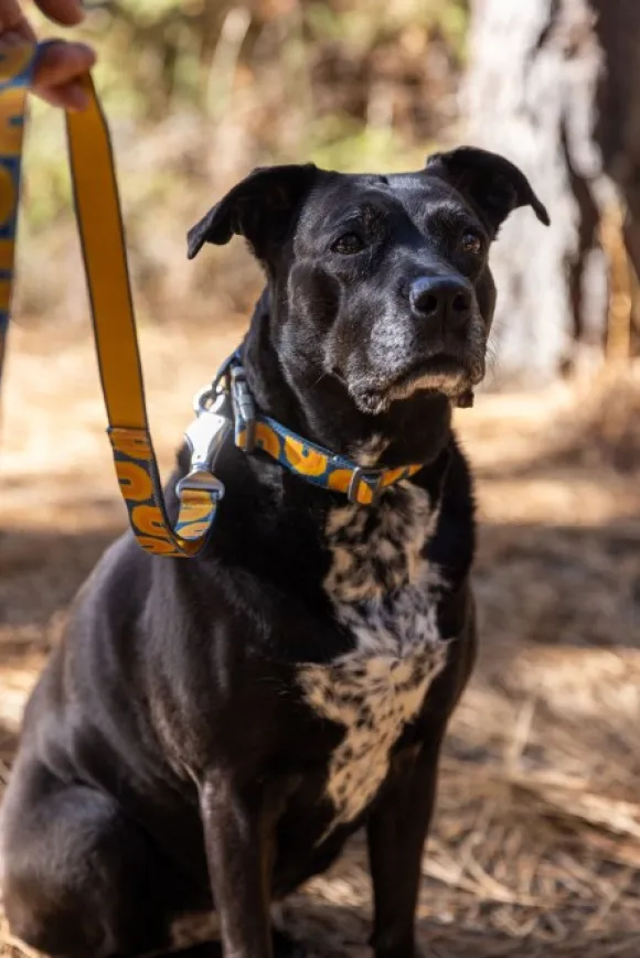 RuffWear Crag EX Leash koiran talutushihna, Rising Wave