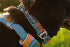 Ruffwear Front Range Collar kaulapanta, Spring Fade