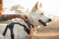 Ruffwear Front Range Collar kaulapanta, punainen