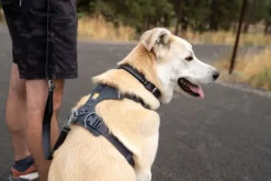 RuffWear Front Range Harness Blaze Orange L-XL