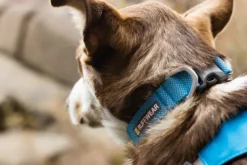 Ruffwear Hi & Light Collar kaulapanta, harmaa