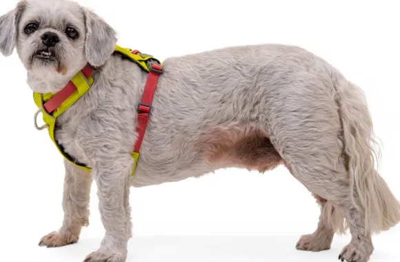 Ruffwear Hi & Light Harness valjaat, pinkki