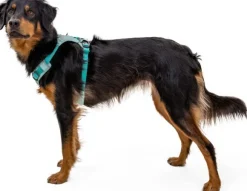 Ruffwear Hi & Light Harness valjaat, pinkki