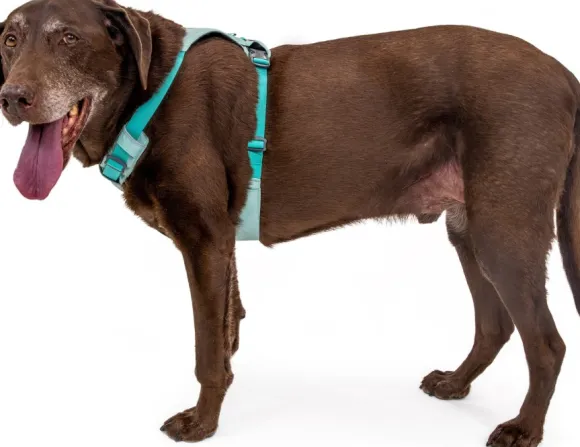 Ruffwear Hi & Light Harness valjaat, pinkki