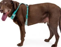 Ruffwear Hi & Light Harness valjaat, harmaa