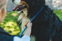 RuffWear Just-a-Cinch Leash koiran talutushihna, Blue Pool