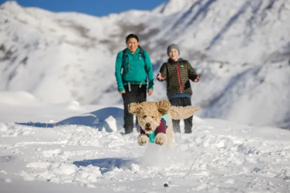 RuffWear Powder Hound Jacket koiran talvitakki, Aurora Teal