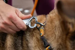 Ruffwear Roamer Leash joustava talutushihna, River Rock Green