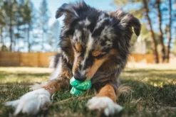 RuffWear Toadstool koiran lelu, Moss Green