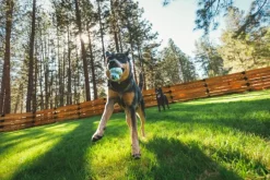 RuffWear Toadstool koiran lelu, Moss Green