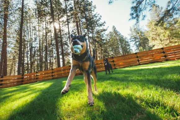 RuffWear Toadstool koiran lelu, Moss Green