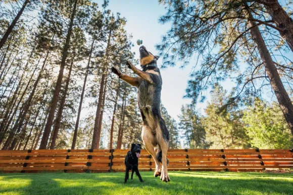 RuffWear Toadstool koiran lelu, Moss Green