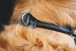 RuffWear Top Rope Collar koiran kaulapanta, Basalt Gray